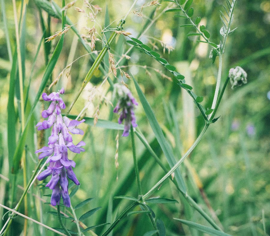 Purple wild flowers