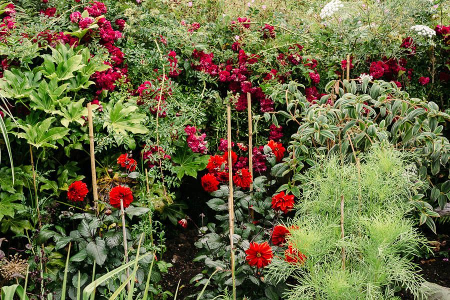 Red flowers and bamboo sticks Gravetye Manor