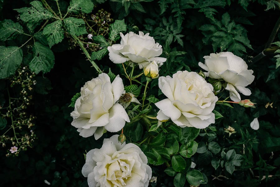 Roses and brambles in garden