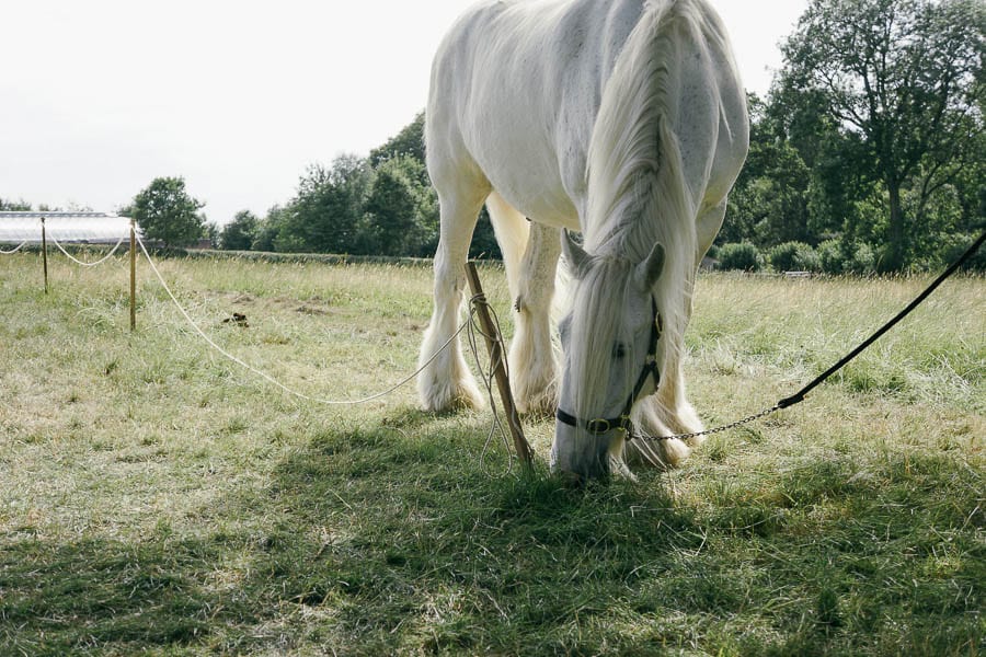 Grey Shire working horse grazing