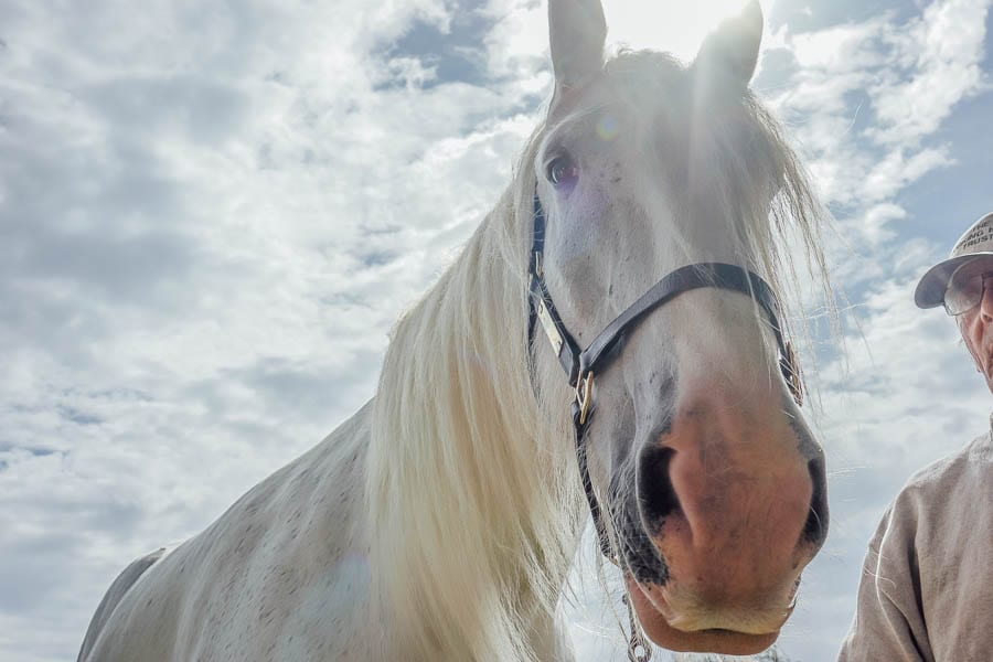 Shire working horse