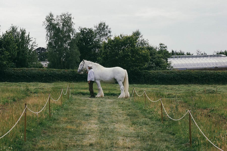 Shire horse at Wakehurst Place