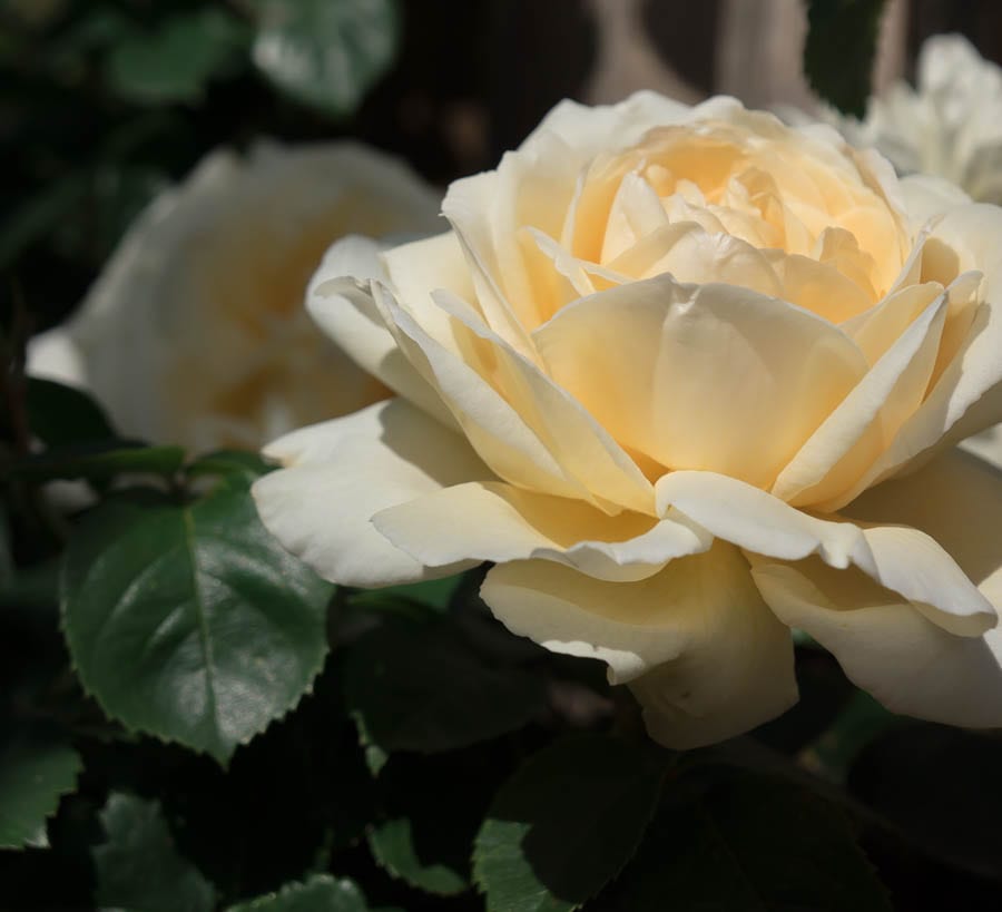 Single cream yellow rose 