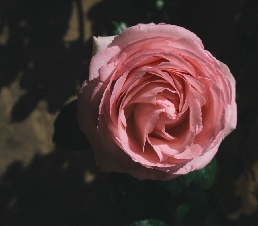 Single pink rose