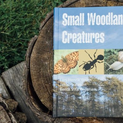 How to identify insects, snails and butterflies in the woods