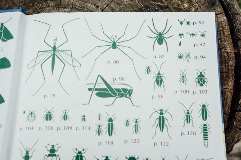 Small Woodland Creatures spiders