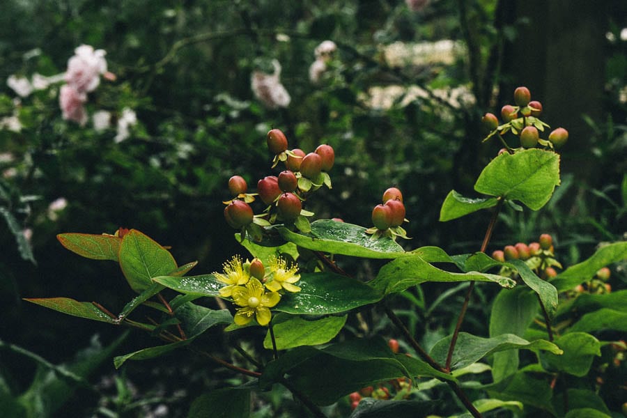 St Johns Wort and roses behind