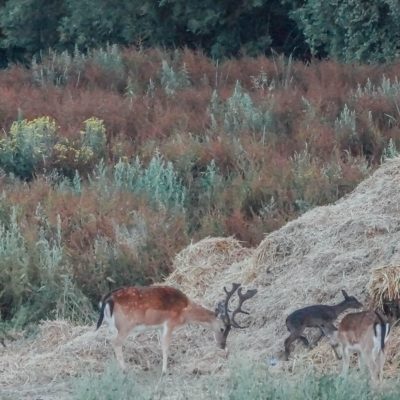 A deer family after dusk