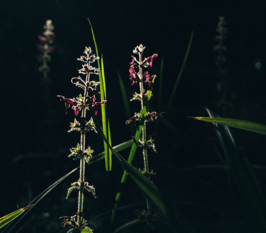 Stage lit flowers in woods