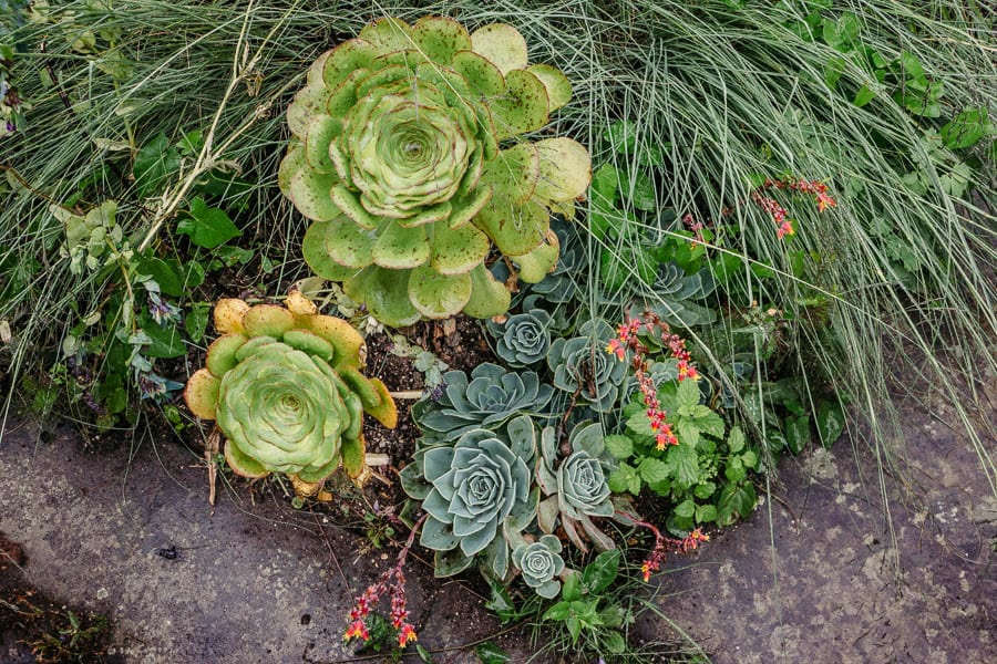 Succulents and sedum Gravetye Manor