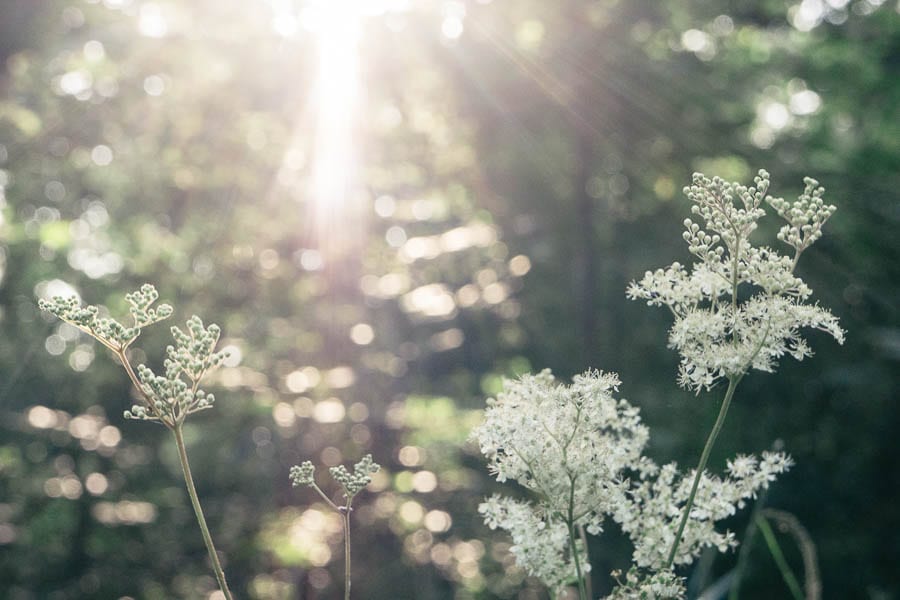 Sunrays on meadowsweet