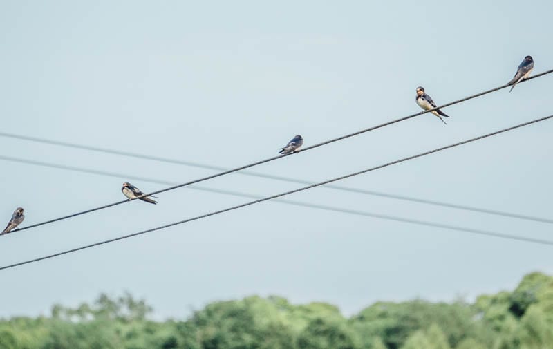 Swallows on crossed wires