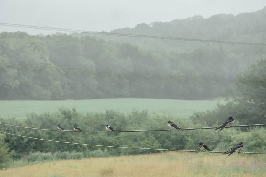 Swallows on wire and landscape