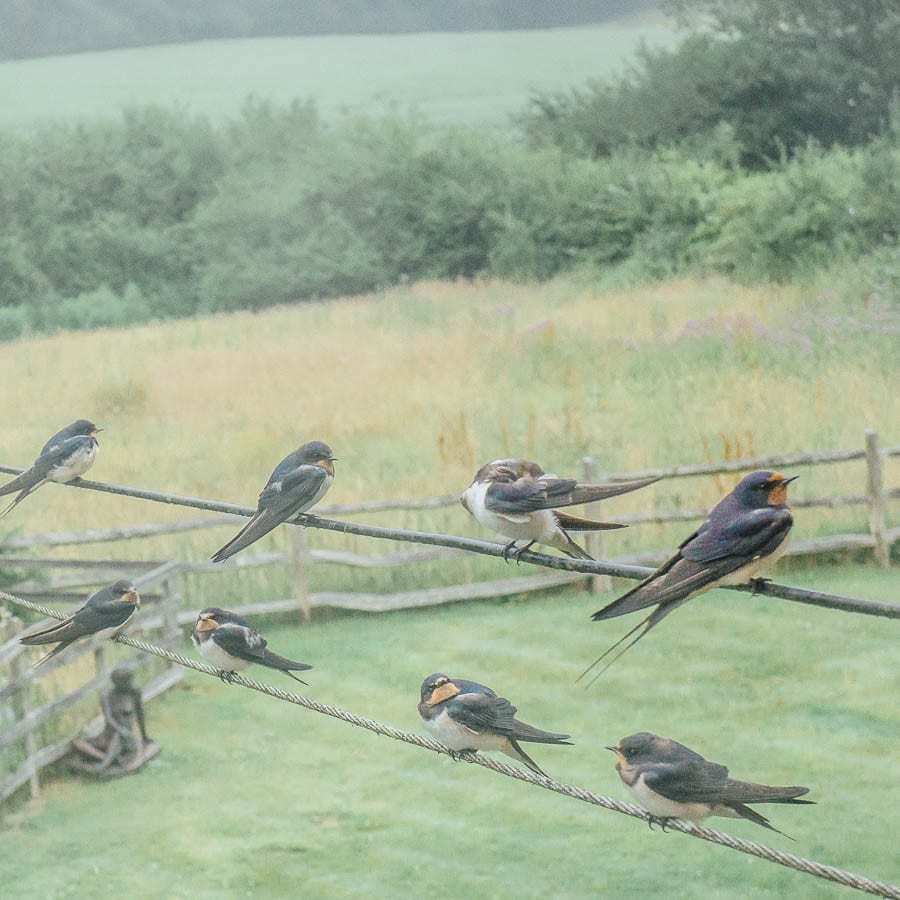 Swallows on wire over garden