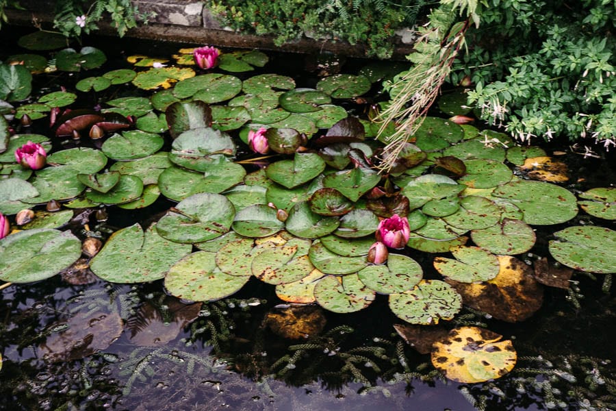 Water lillies  Gravetye Manor