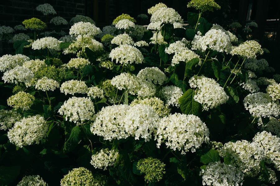 White hydrangea