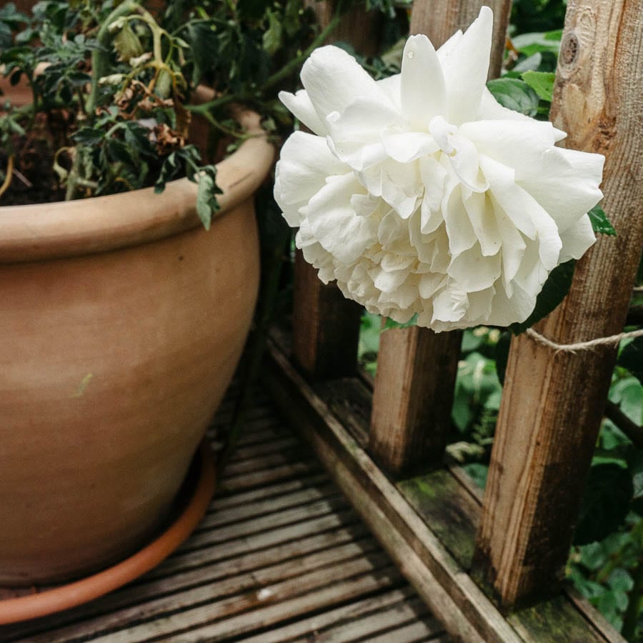 White rose and plant pot