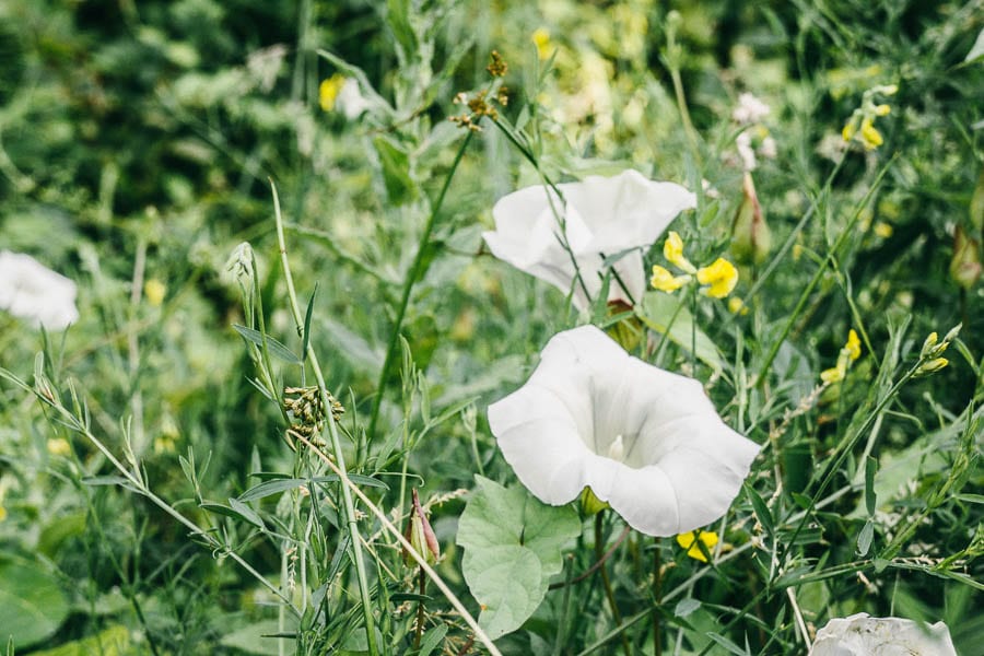 Wildflowers and bindweed