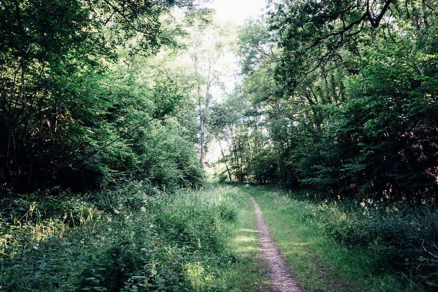 Wood path