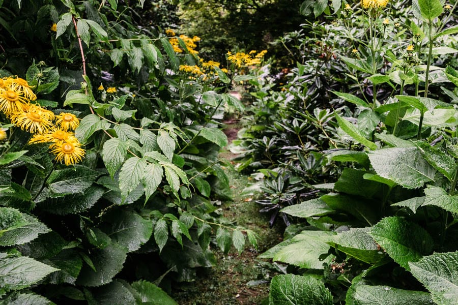 Yellow flower path Gravetye Manor