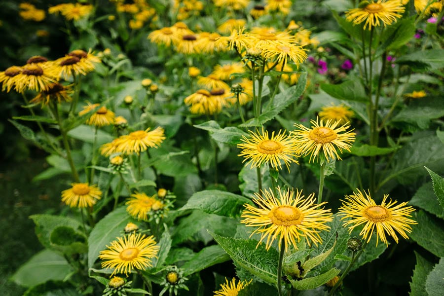 Yellow flowers Gravetye Manor