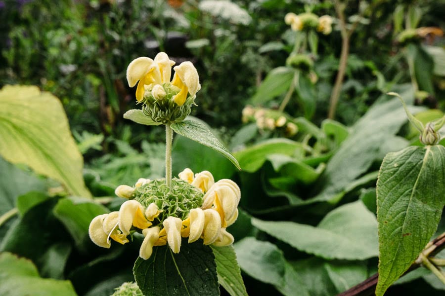 Yellow flowers