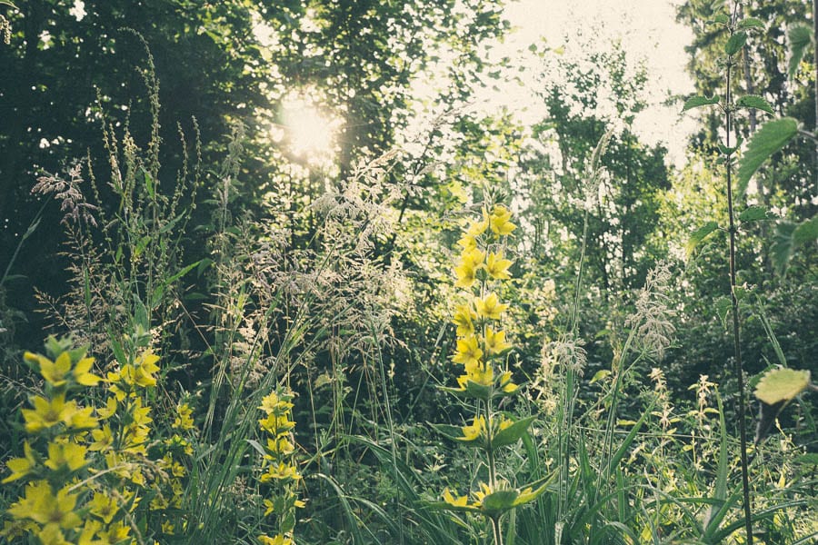 Yellow wild flowers