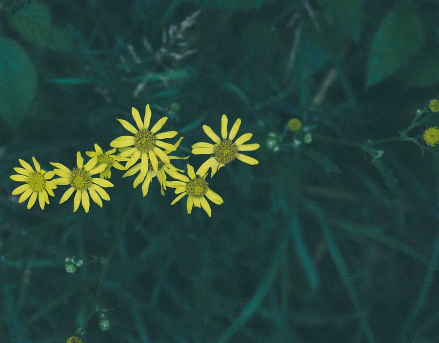 common ragwort