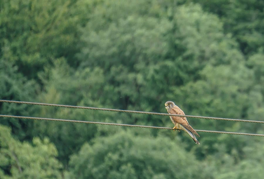 kestrel on wire