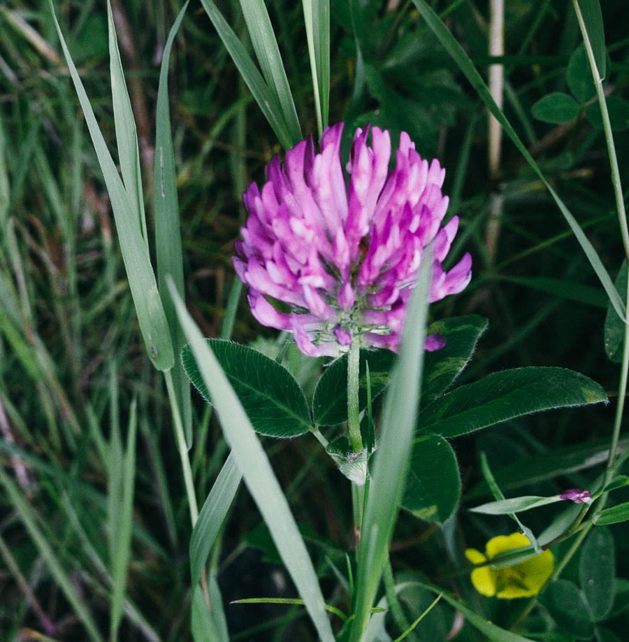 purple clover