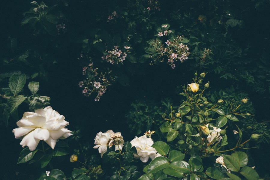 roses and bramble flowers