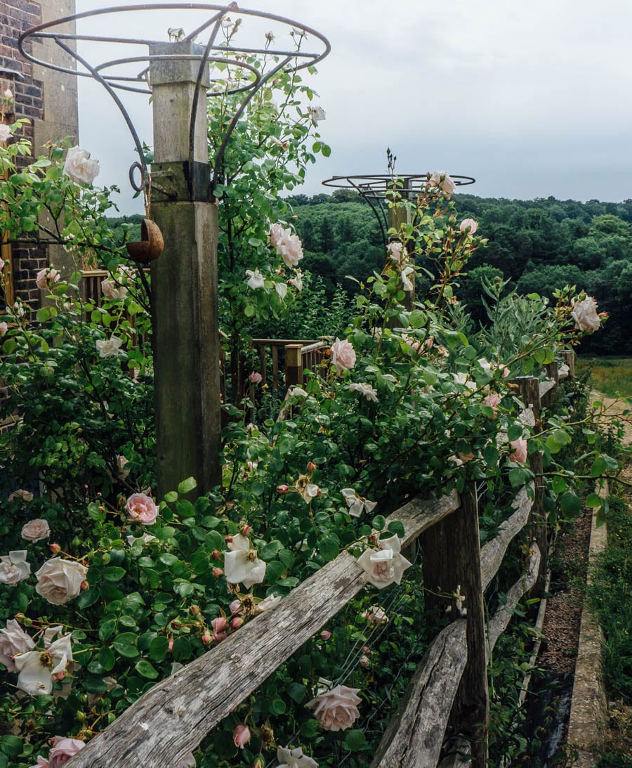 Roses on pillar and fence