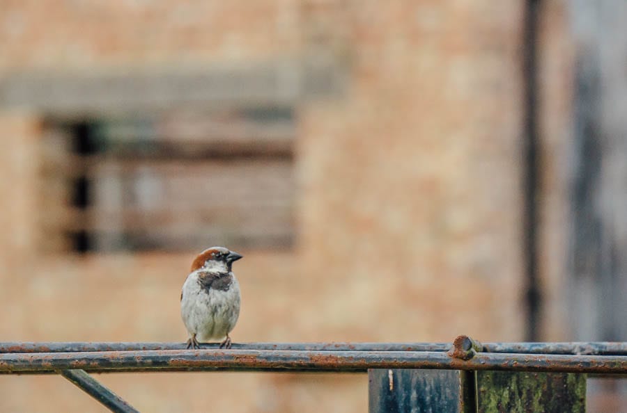 sparrow on pillar