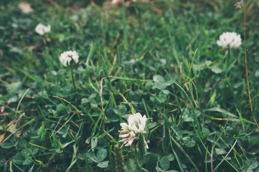 white clover