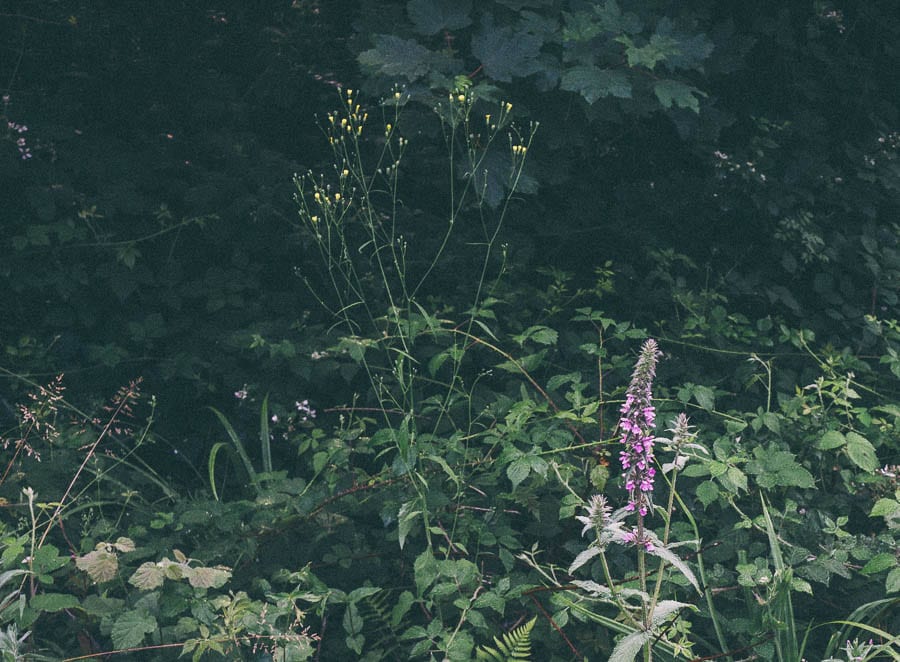 Hedge woundwort and wild flowers