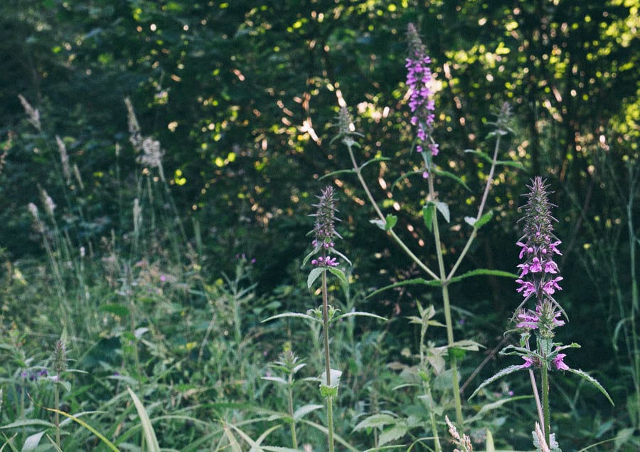 Hedge woundwort flowers