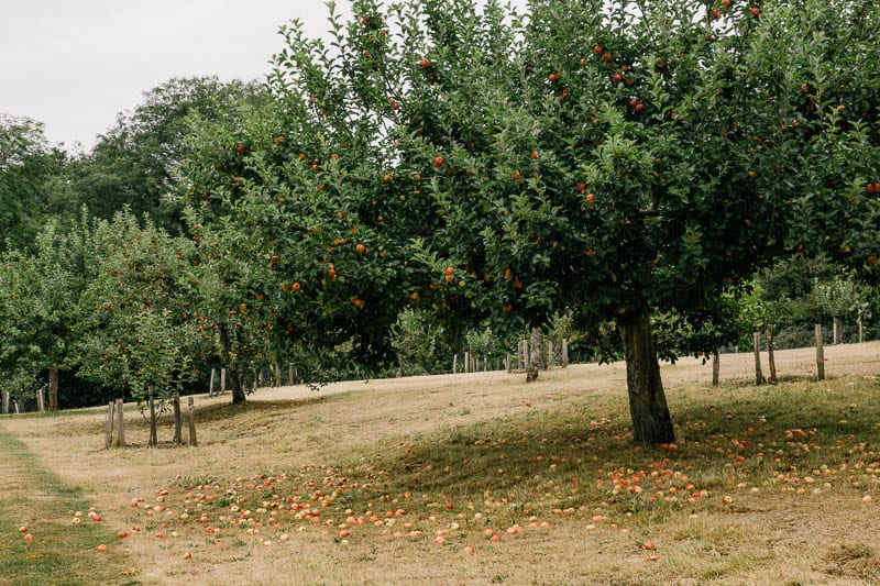 Apple trees and apples on ground