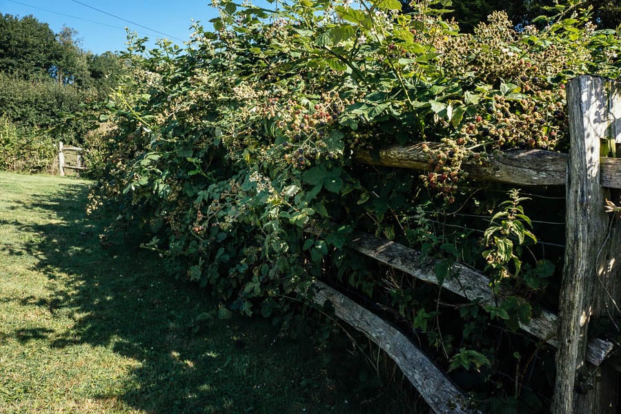 Blackberry hedge and fence