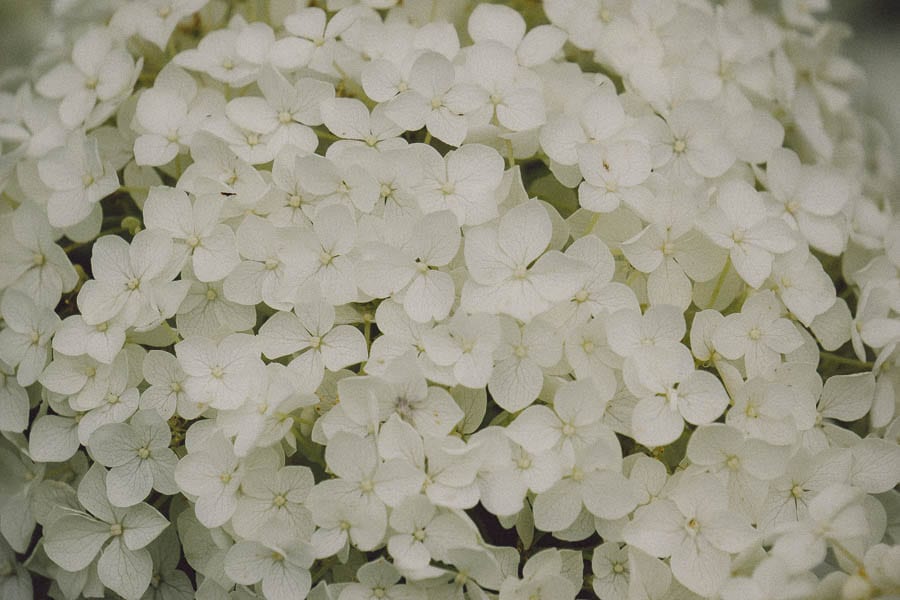 Close up white hydrangea