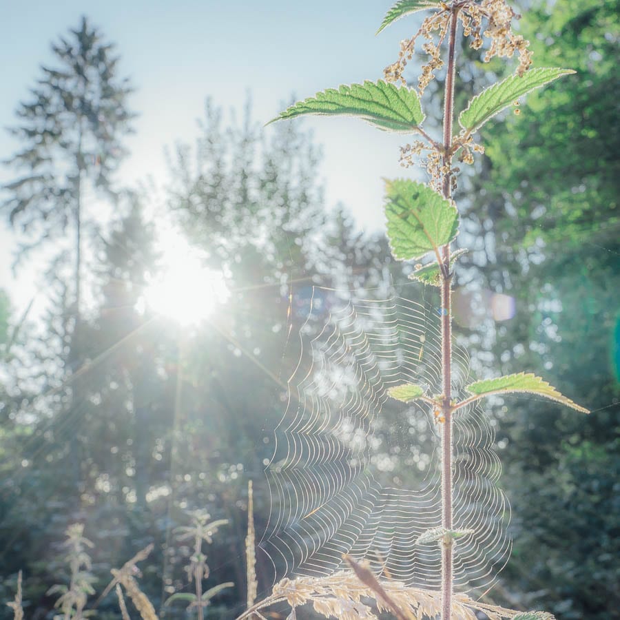 Cobweb and sun ray