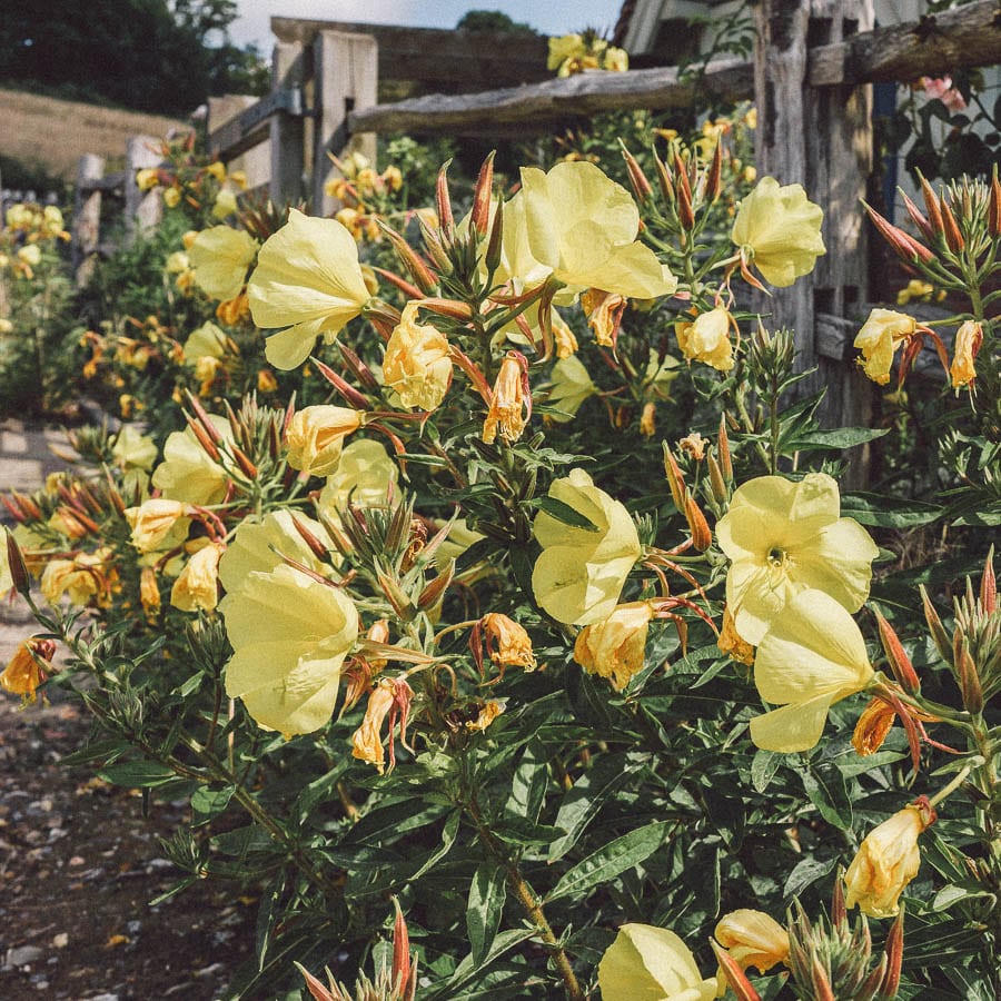 Evening Primrose flowers