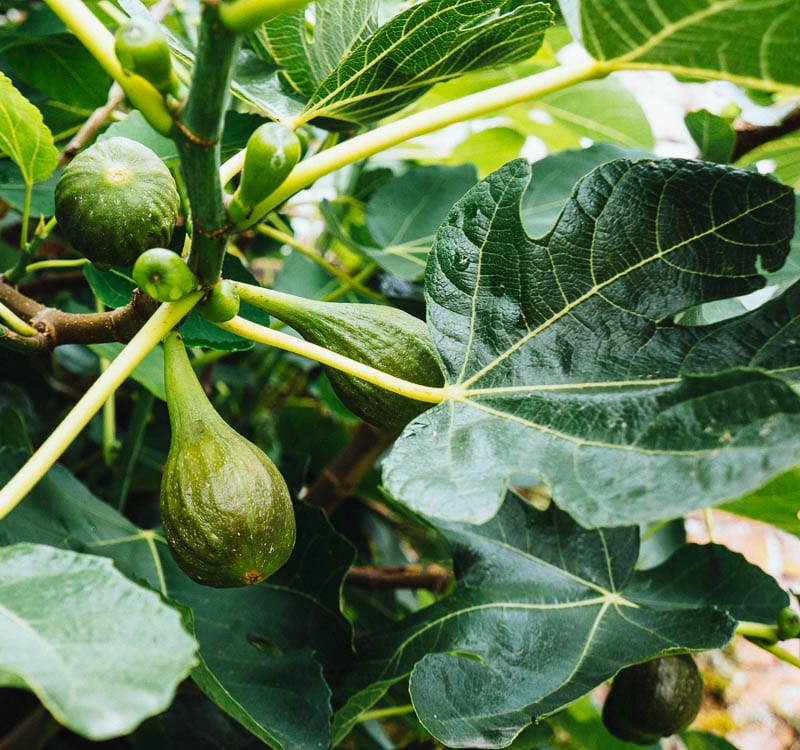 Figs