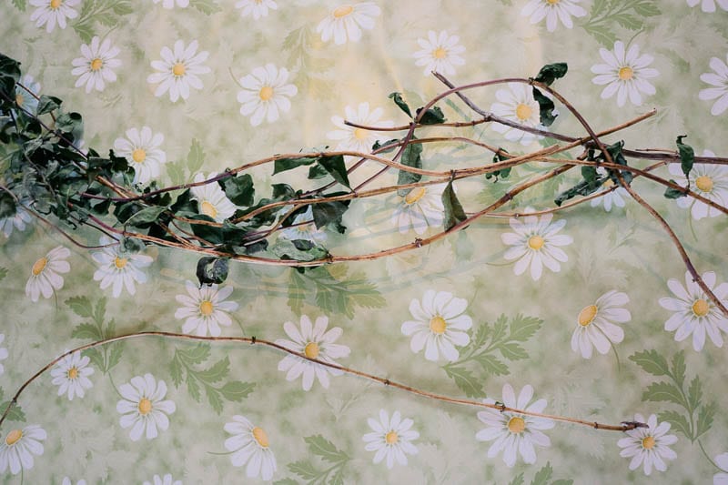 Honeysuckle twigs on table cloth