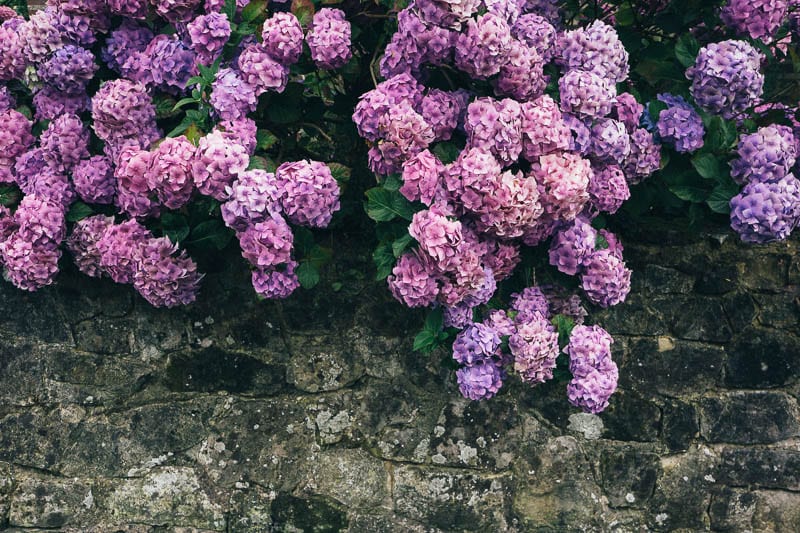 Hydrangea wall