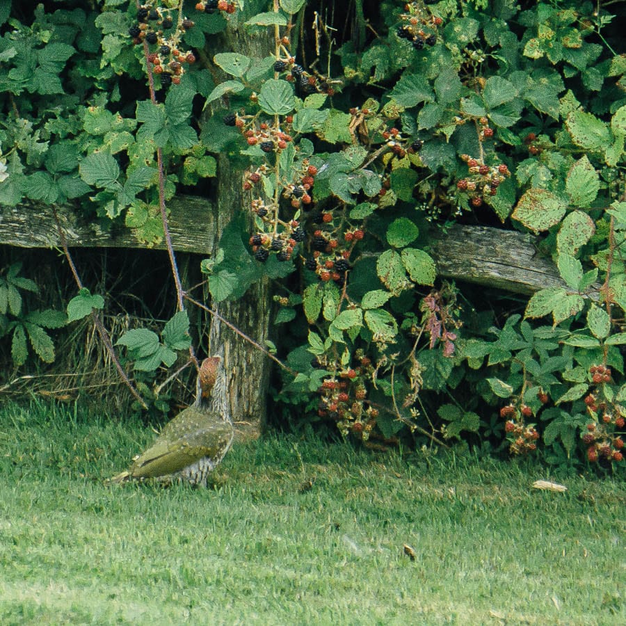 Juvenile green woodpecker looking at blackberries