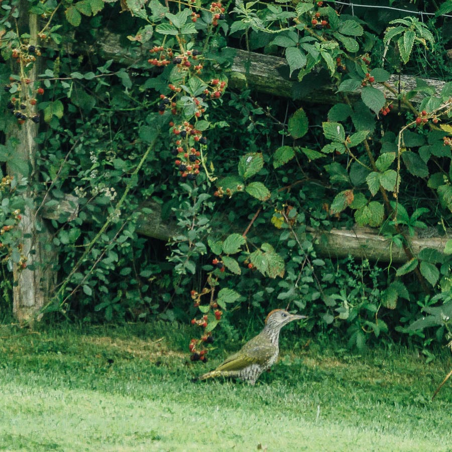 Juvenile green woodpecker next to fence