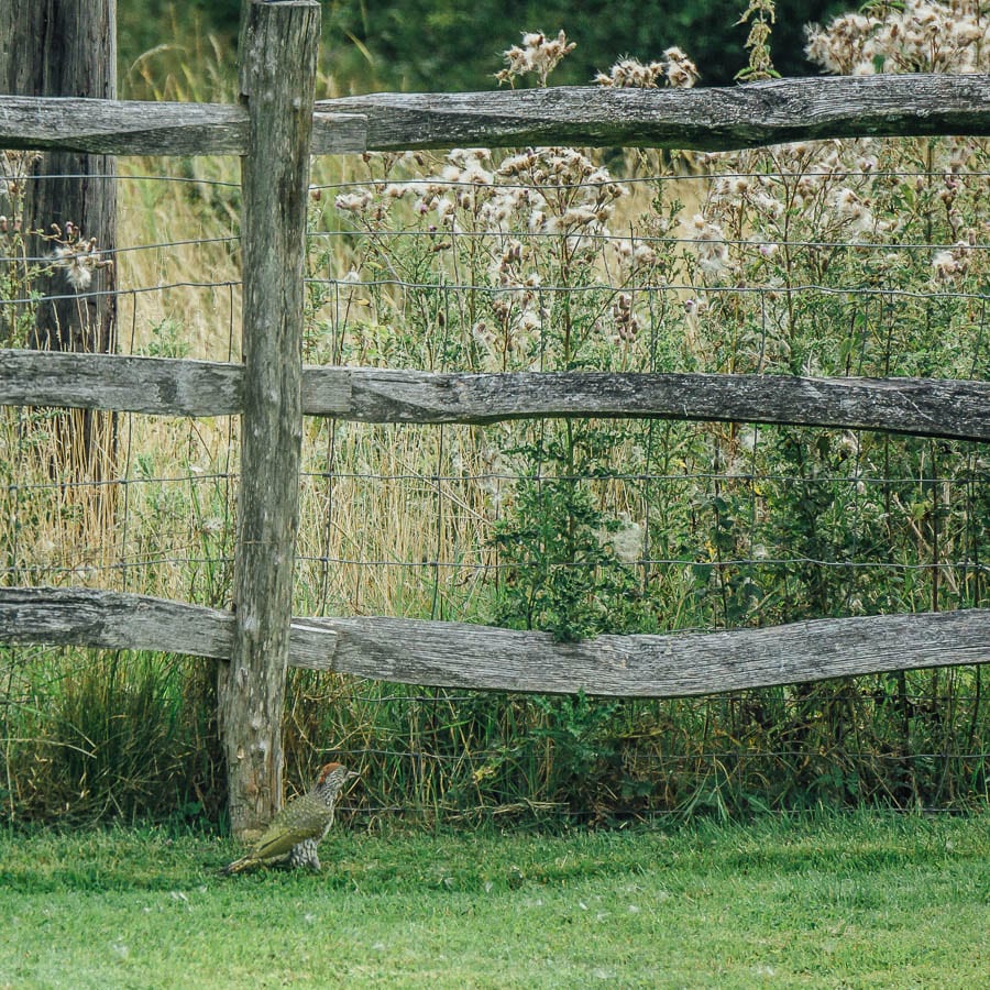 Juvenile green woodpecker on lawn near wild flowers