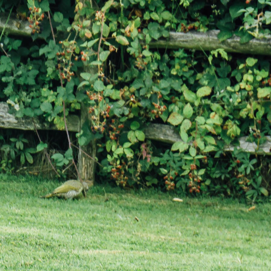 Juvenile green woodpecker with beak in grass