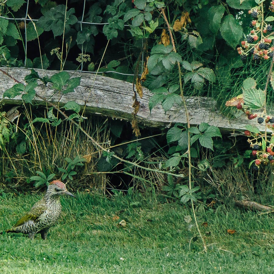 Juvenile green woodpecker