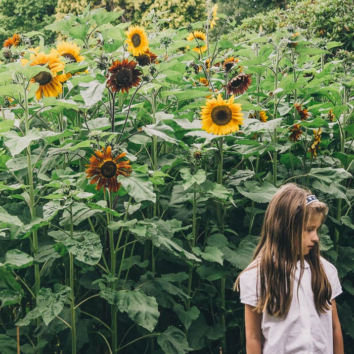 Luce next to sunflowers